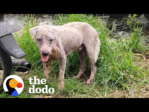 Hairless Dog Found By Gas Station Becomes Giant Fluffy Teddy Bear | The Dodo