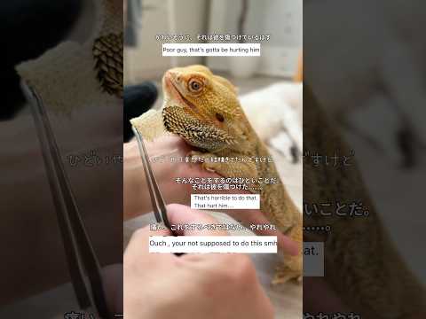 ひどいって言われた脱皮動画について #フトアゴヒゲトカゲ飼育 #爬虫類 #脱皮