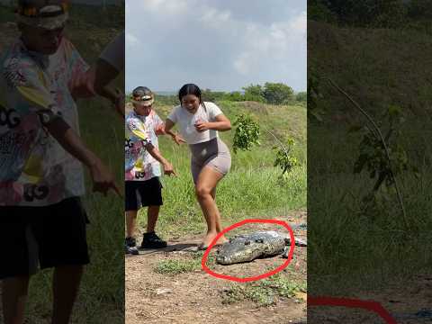 El COCODRILO 🐊 INFLABLE🤣😳 #funny  #shortsfeed