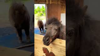 Wait he’s SO cute 🥰 #kidsfun #kids #kidsvideo