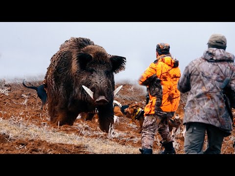 American Farmers' Shocking Ways to Fight Wild Boars