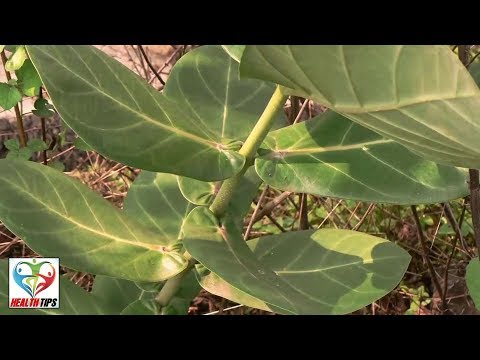 500 साल पुरानी बवासीर की औषधि एक बार में मस्से ख़त्म || Bawasir ka Illaj