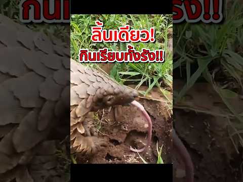 ลิ้นเดียว กินเรียบทั้งรัง! #ตัวนิ่ม #สัตว์นักล่า #สัตว์กินแมลง #pangolin