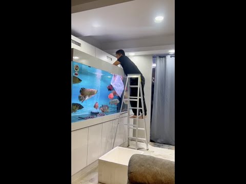 Monster Arowana Tank - Arowana Tank Mates