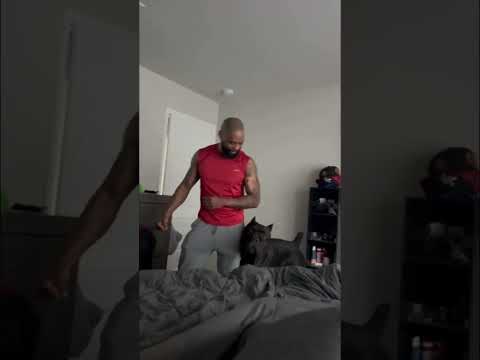 Ghost Definitely Knows How To Make Dad Stop If Mom Says #canecorso #dreeandghost #texas #bigdog