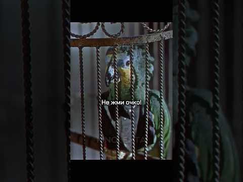 Это всего лишь птичка 🦜 #фильм #shorts