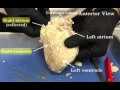 Sheep Heart Anatomy and Dissection