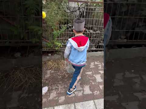 حمودة طعمى قطط 🐈‍⬛ شارع❤️ #لولو_حموده #السعودية_الكويت_الامارات_قطر_عمان_البحرين_ #shorts #short