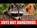 Dangerous Animals and Their Traits