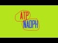 Light-Dependent Reactions in Photosynthesis