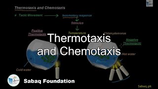 Thermotaxis and Chemotaxis