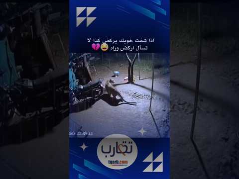 اركض بدون ما تسأل #animalvideos