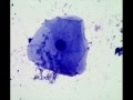 Microscopy Techniques and Cell Preparation