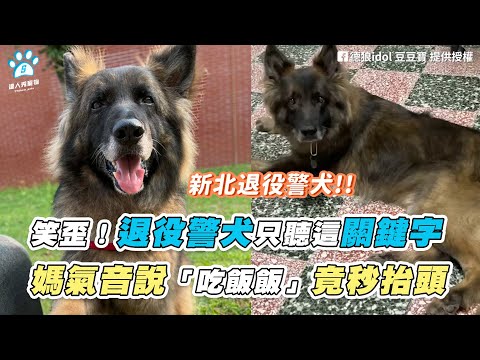 【笑歪！退役警犬只聽這關鍵字 媽氣音說「吃飯飯」竟秒抬頭】｜IG / gremanshepherd_idol / k9_odin_oshkosh