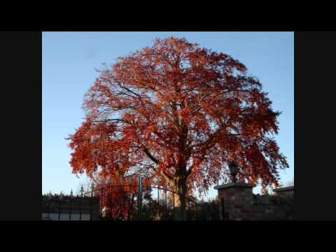 The Kinks Autumn Almanac Chords Chordify The Kinks Autumn Almanac Chords Chordify
