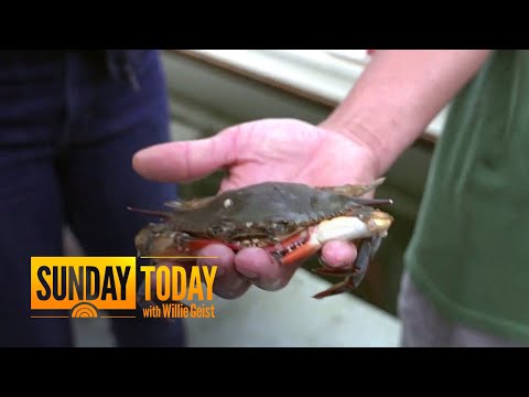 YouTube video thumbnail: Maryland Residents Rally to Stop Blue Crab Crisis