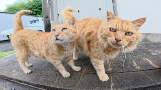 ライオンみたいな茶トラ猫をモフっていたら他の猫達も割り込んできた