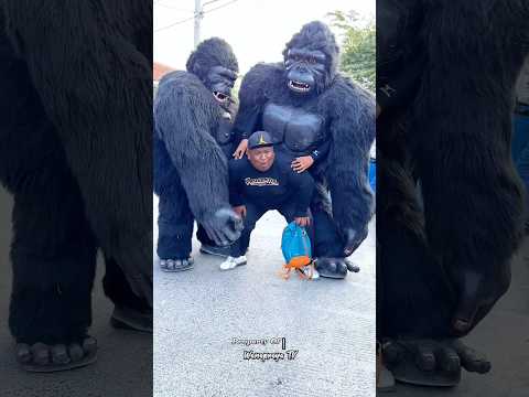 KING KONG DI GENDONG WA BADAK