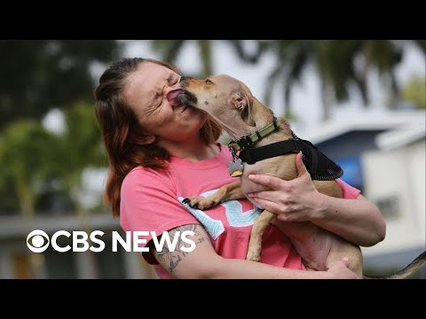 YouTube video thumbnail: Some Colleges Allowing Pets to Live in Dorms to Reduce Stress, Anxiety