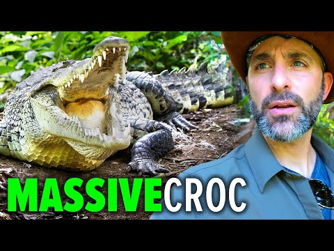 Dangerously Close with Giant Crocs!