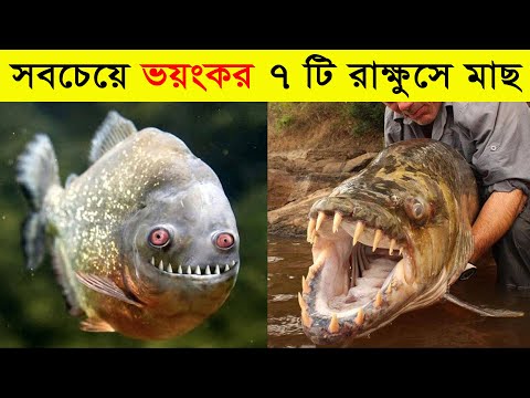 বিশ্বের সবচেয়ে ভয়ংকর ৭ টি মাছ | যা দেখলে চমকে যাবেন | Most dangerous fishes in the world in Bangla