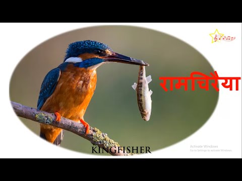 पक्षियों के नाम हिंदी में | Birds Names in Hindi | चिड़ियों के नाम जानिये हिंदी में