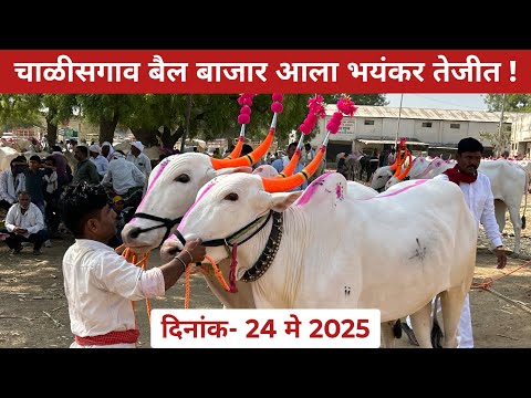 चाळीसगाव बैल बाजार आला भयंकर तेजीत 😱 दिनांक- 24 मे 2025 😍 Chalisgaon bail bazar 🥰 #बैलखरेदी