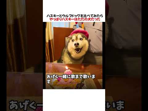 ハスキーとウルフドッグを比べてみたらやっぱりハスキーはただの犬だったwwwww