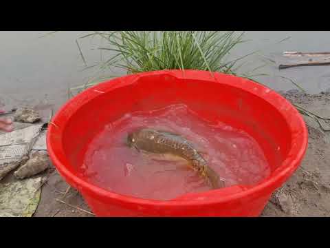 Amazing Big Fish Hook Fishing in River