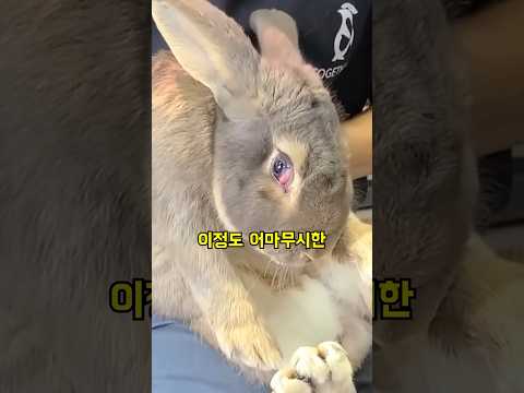 세계 최대 토끼의 피지컬 #shorts
