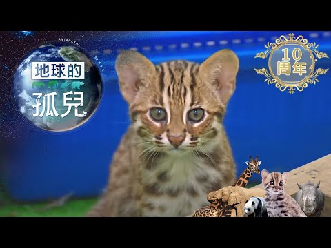 地球的孤兒~貓的消失，石虎的生與死Orphans of the Earth /Life and Death of Taiwan Leopard Cat - YouTube