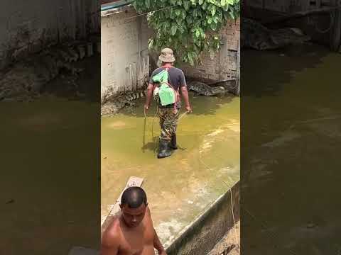 He really good #crocodile #subcribe #shorts