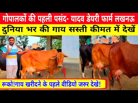 36 cows cheap price available for sale in yadav dairy farm lucknow up/farmers/farming/dairy farm ||