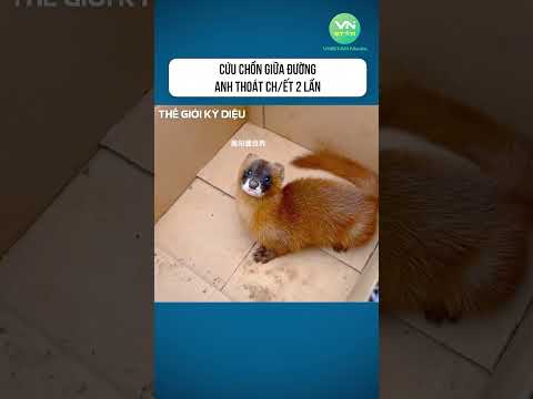 Cứu chồn giữa đường, anh thoát chết 2 lần #shorts #khamphathegioikydieu