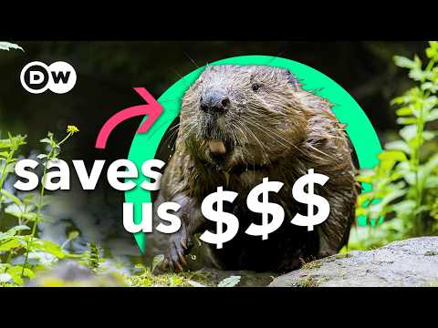 YouTube video thumbnail: How This Animal is Fixing our Messed-up Rivers