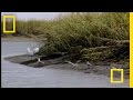 Bottlenose Dolphins and Their Hunting Techniques