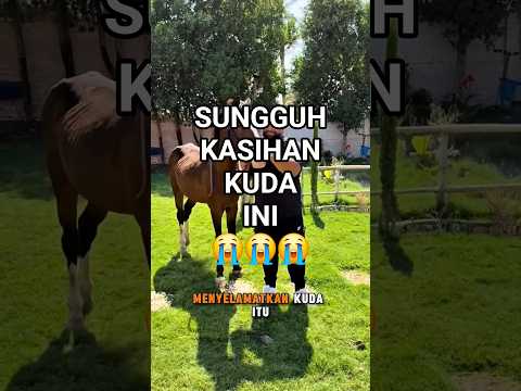 KUDA YANG MALANG SEKALI‼️😭 #animals #pets #horse #shortsfeed #shortvideo #shorts
