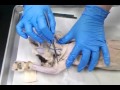 Muscle Anatomy and Functions