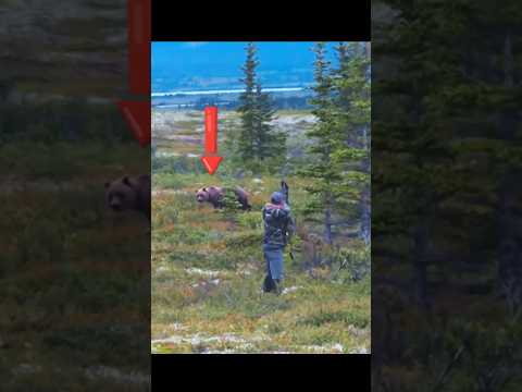 Grizzly Bear Bow Kill – Alaska #GrizzlyHunt#BowHunting#AlaskaHunt#BearHunting
