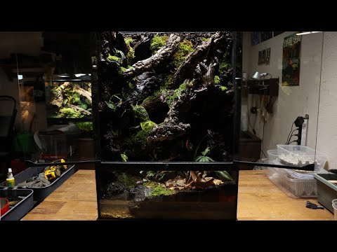 Forest vivarium of cork stems | 코르크 줄기의 숲 비바리움 | 60*45*90cm