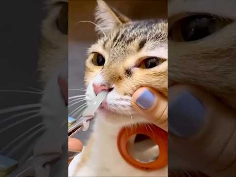 Molly’s nose cleaning. #AI #catnosecleaning #cat #funnycat #funny #cutecat #pets #catvideos