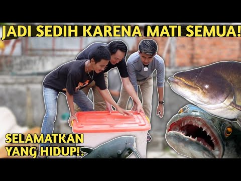 INALILAHI! BANYAK IKAN PREDATOR MATI DAN LANGSUNG AKU EVAKUASI