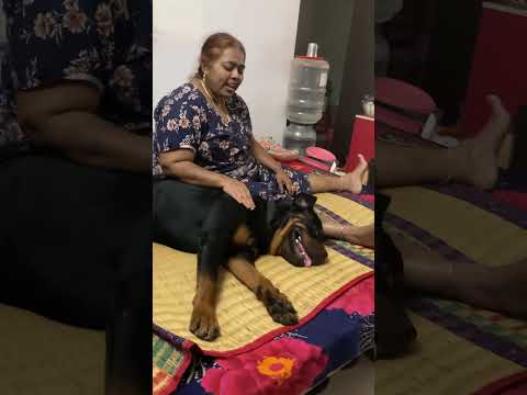 Now he is the best son for Amma😍 #shorts #viral #love #india #dog #rottweiler #mother #tamil #2024