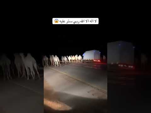 حادث الله ستر عليه لا إله إلا الله #السعودية #صيد #اكسبلور حادث الابل تربية الابل سباق الهجن العراق
