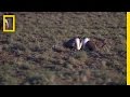 Sage Grouse Lek Behavior