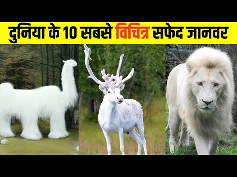 दुनिया के 10 सबसे अनोखे सफेद जानवर | World’s Top 10 Rarest White Animals #facts #factsinhindi