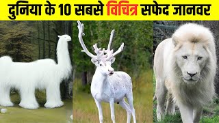 दुनिया के 10 सबसे अनोखे सफेद जानवर | World’s Top 10 Rarest White Animals #facts #factsinhindi