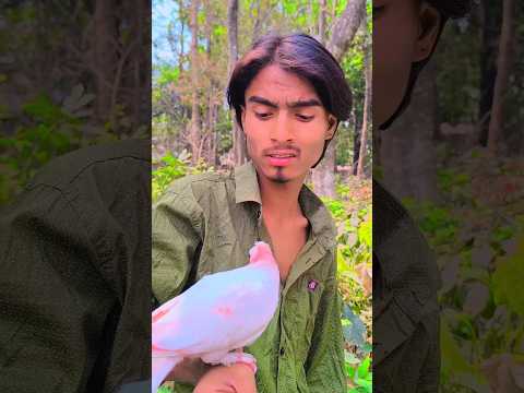 বন্ধুত্ব রাগ🕊️❤️#animals#love #pigeons#kabutar #islam#shorts#পাইরা#shorthistory#নাসিম ভাই কবুতর#shot