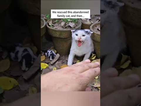 Rescue a family cat... #animalrescue #rescuecat #animalshorts