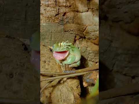 Frog Core.🐸 #funny #funnyanimal #animals #frog #petvideos